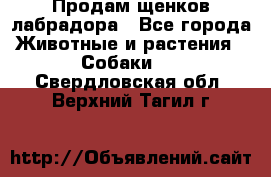 Продам щенков лабрадора - Все города Животные и растения » Собаки   . Свердловская обл.,Верхний Тагил г.